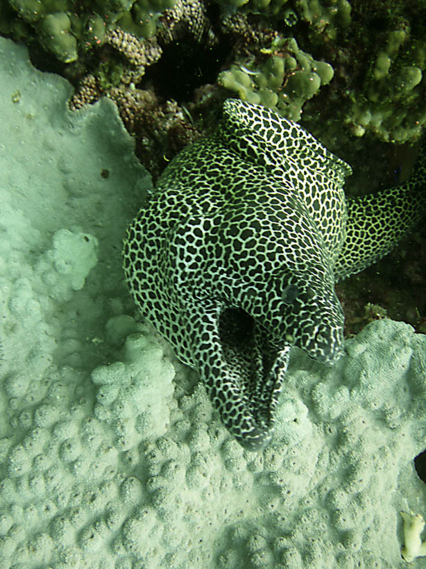 Moray eel Western Daymaniyat Islands 